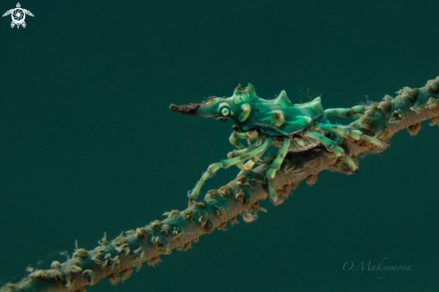 A Wire Coral Crabs (Xenocarcinus tuberculatus)