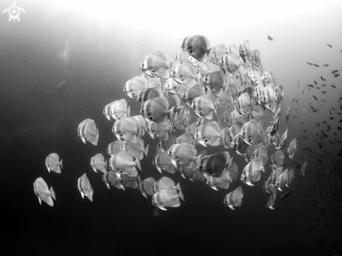 A Caranx sexfasciatus | Longfin Batfish 