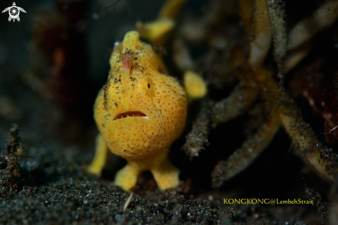 A Frogfish