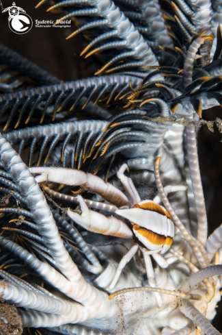 A Baba's Crinoid Squat Lobster