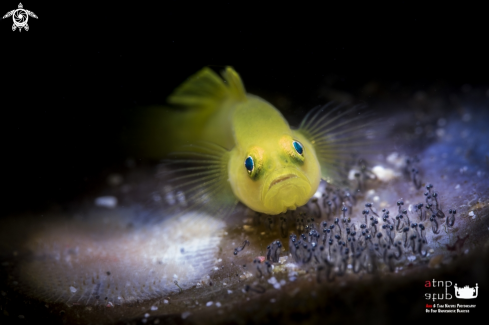 A yellow goby