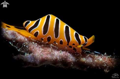 A Tiger egg cowry