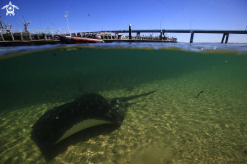 A Stinga Ray