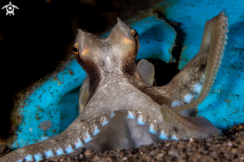 A Amphioctopus marginatus | Coconut octopus