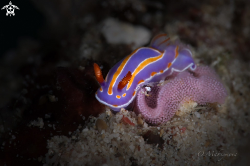 A Nudibranch  Mexichromis trilineata laying eggs