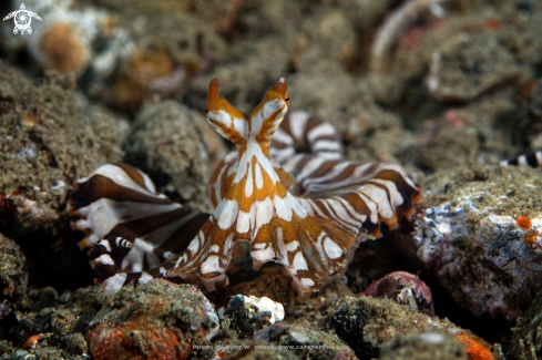 A Wunderpus photogenicus | Wunderpus