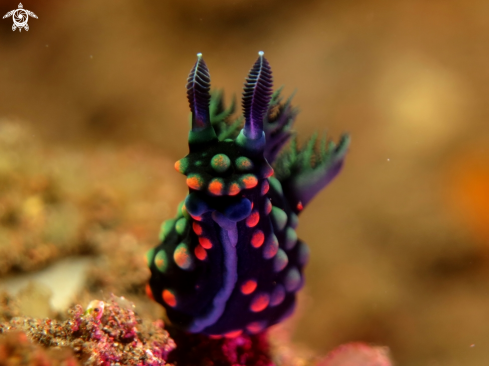 A Nembrotha