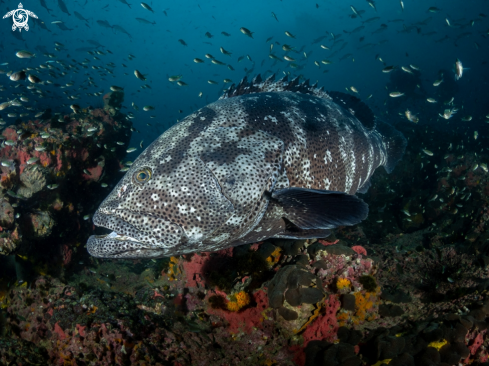 A Epinephelus malabaricu | Malabar Grouper