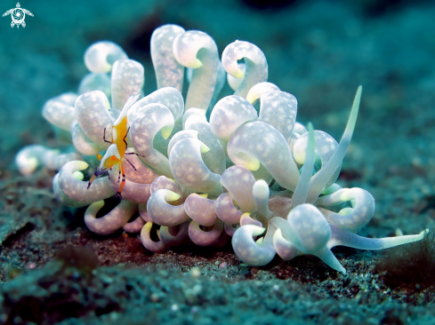 A Emperor Shrimp on Phyllodesmium Nudibranch