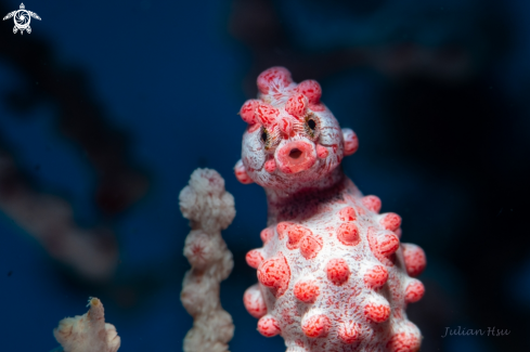 A Pygmy seahorse