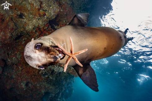 A California Sea Lion