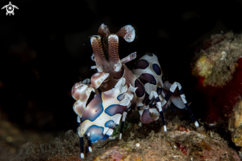 A Hymenocera picta | Harlequin shrimp