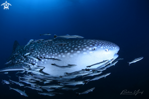 A Rhincodon typus | Whale Shark