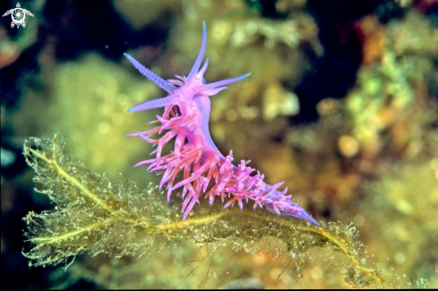 A Flabellina Affinis | Flabellina