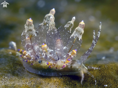 A Eubranchus sp. | Tiny Nudibranch