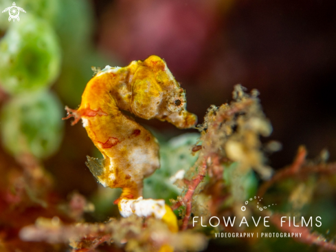 A Pontoh's Pygmy Seahorse