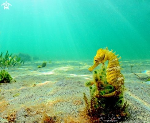 A Seahorse