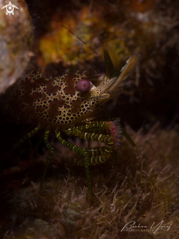 A Green Marble Shrimp