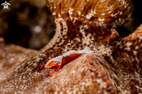 A Zenopontonia rex on Ceratosoma gracillimum | Emperor shrimp