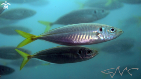 A Yellowtail scad