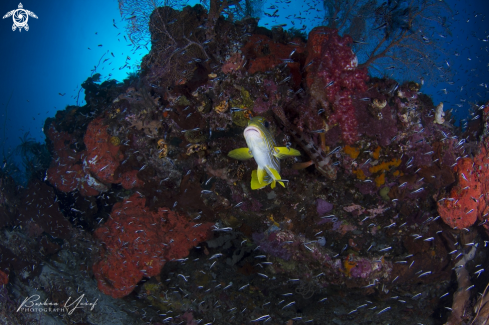 A Plectorhinchus polytaenia | Ribboned sweetlips