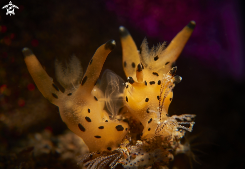 A Nudibranch