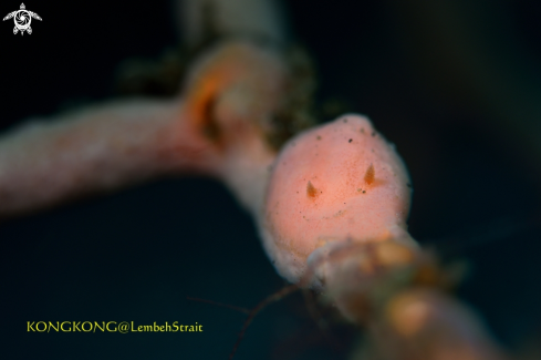 A Nudibranch