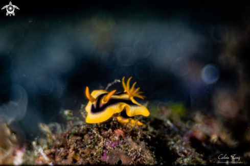 A Nudibranch