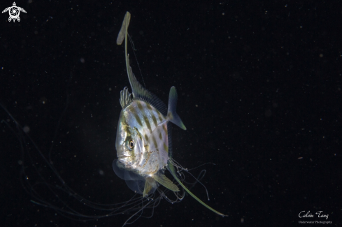 A Juvenile pennant fish