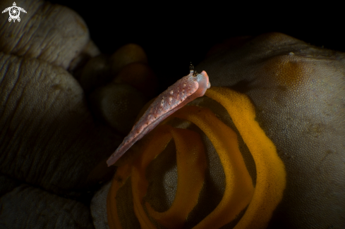 A Dermatobranchus rodmani | NUDIBRANCH