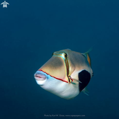 A Blackpatch Triggerfish