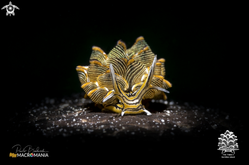 A Tiger butterfly sea slug