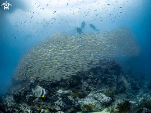 A Smoothtailed Trevally 