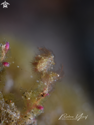 A Algae Shrimp