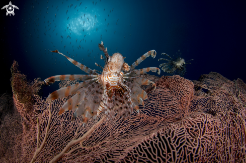 A Pterois miles | Lionfish