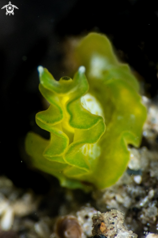 A Marine flatworm