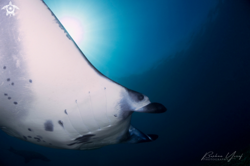 A Manta birostris | Manta ray