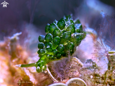 A Grapeweed Sea slug - Nudibranch