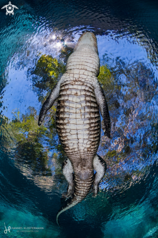 A American Alligator