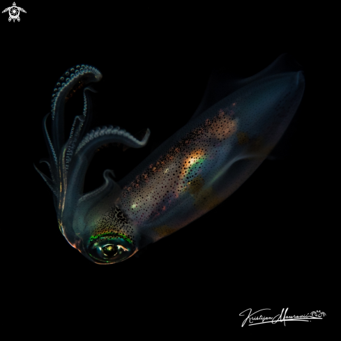 A Big Reef Squid