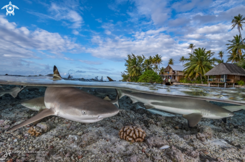 A Blacktip Reef Shark