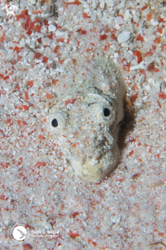 A Reptilian Snake Eel