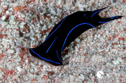 A Chelidonura varians | Blue Velvet Headshield Slug