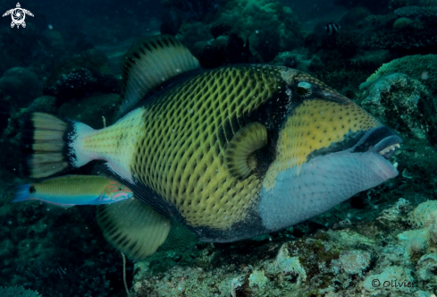 A Titan triggerfish 