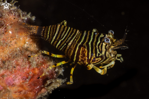 A Gnathophyllum americanum | Bumble bee shrimp