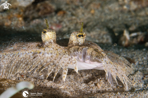 A Bothus pantherinus | Leopard Flounder