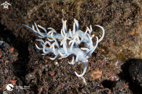 A Samla bicolor | Bicolor Flabellina Nudibranch