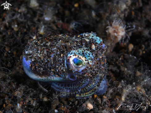 A Bobtail Squid