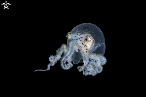 A wunderpus