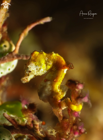 A Pontohi Seahorse